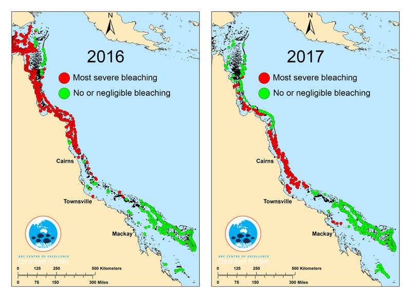 Image: ARC Centre of Excellence for Coral Reef Studies